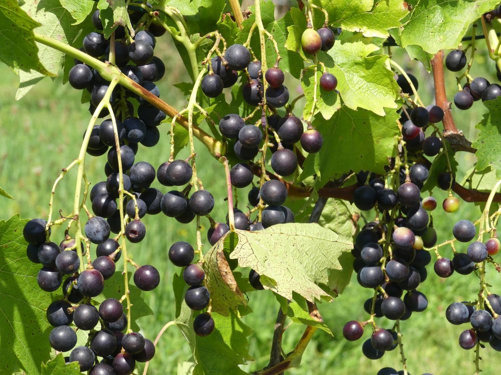 Garten 2023