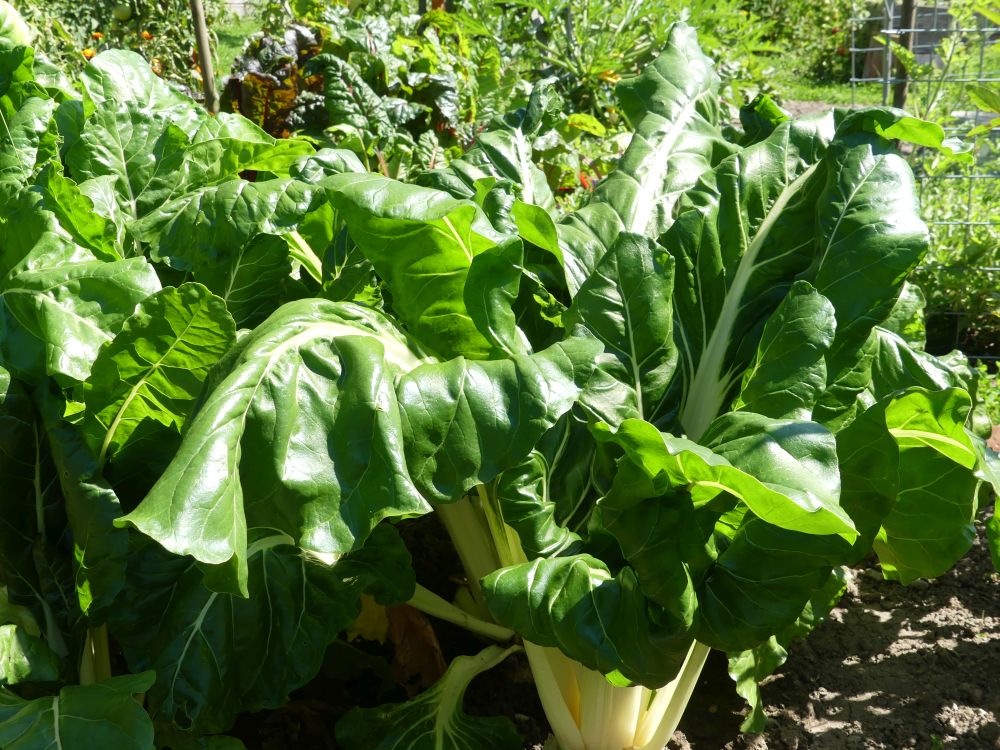 Garten 2023