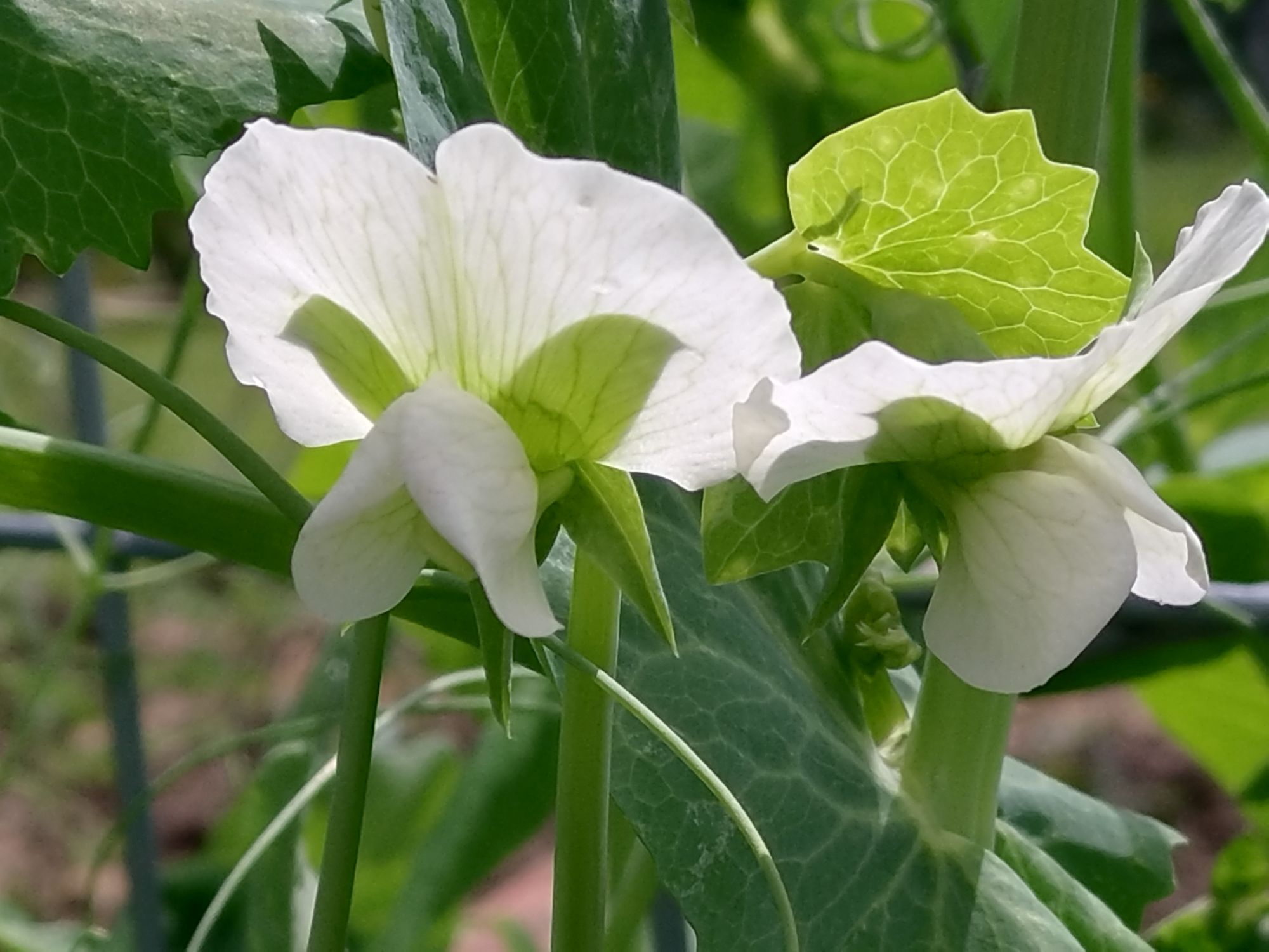 Garten_2024